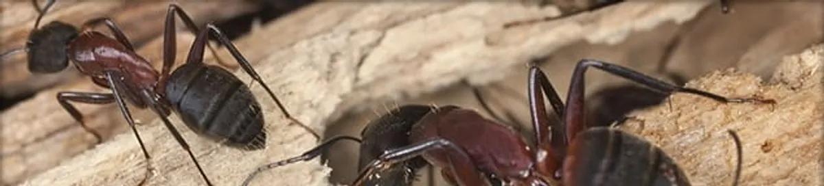 Close-up of ants on wood showing an active ant infestation in Minneapolis, MN