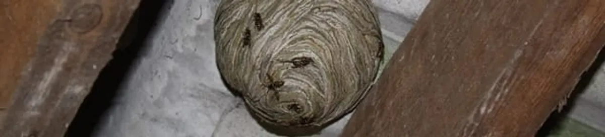 Wasp nest in an attic space, a common home infestation risk in Minneapolis, MN