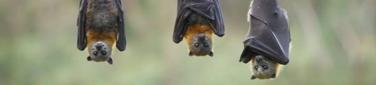 Bats roosting together, a common sign of a bat infestation in Minneapolis, MN