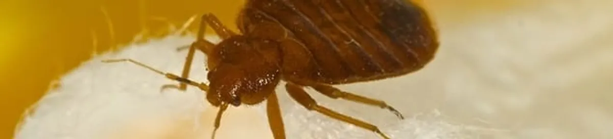 Close-up of a bed bug, a sign of an active infestation in Minneapolis, MN