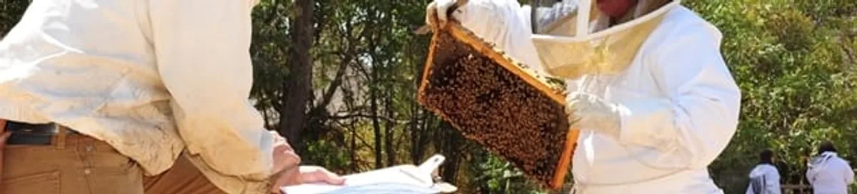 Bee removal specialists relocating a hive and honeycomb safely in Minneapolis, MN