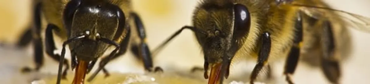 Close-up of honey bees, a sign of a nearby hive in Minneapolis, MN
