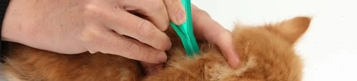 Flea treatment for pets using a flea comb, a sign of flea problems in Minneapolis, MN