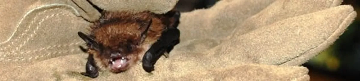Bat removal specialist holding a bat safely during humane exclusion in Minneapolis, MN