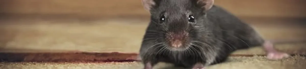 Mouse indoors, a common sign of a rodent infestation in Minneapolis, MN