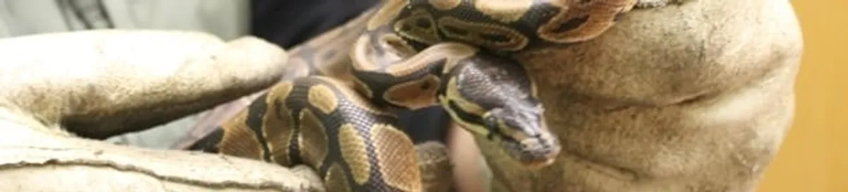 Snake removal specialist safely handling a snake with protective gloves in Minneapolis, MN