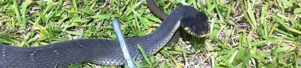 Snake in a yard, a common sign of a snake problem near a home in Minneapolis, MN