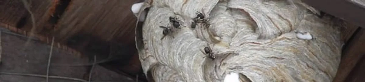 Close-up of a wasp nest with active wasps, a sign of an infestation in Minneapolis, MN